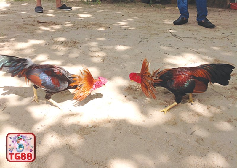 Thuật ngữ đá gà - Vần hơi