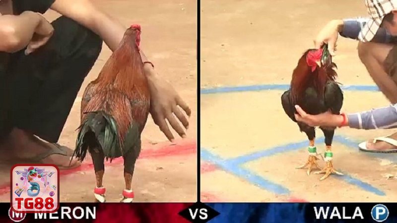 Đá Gà TG88 - Đá gà cựa sắt